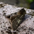 yellow-horned (Achlya flavicornis galbanus) Kenneth Noble
